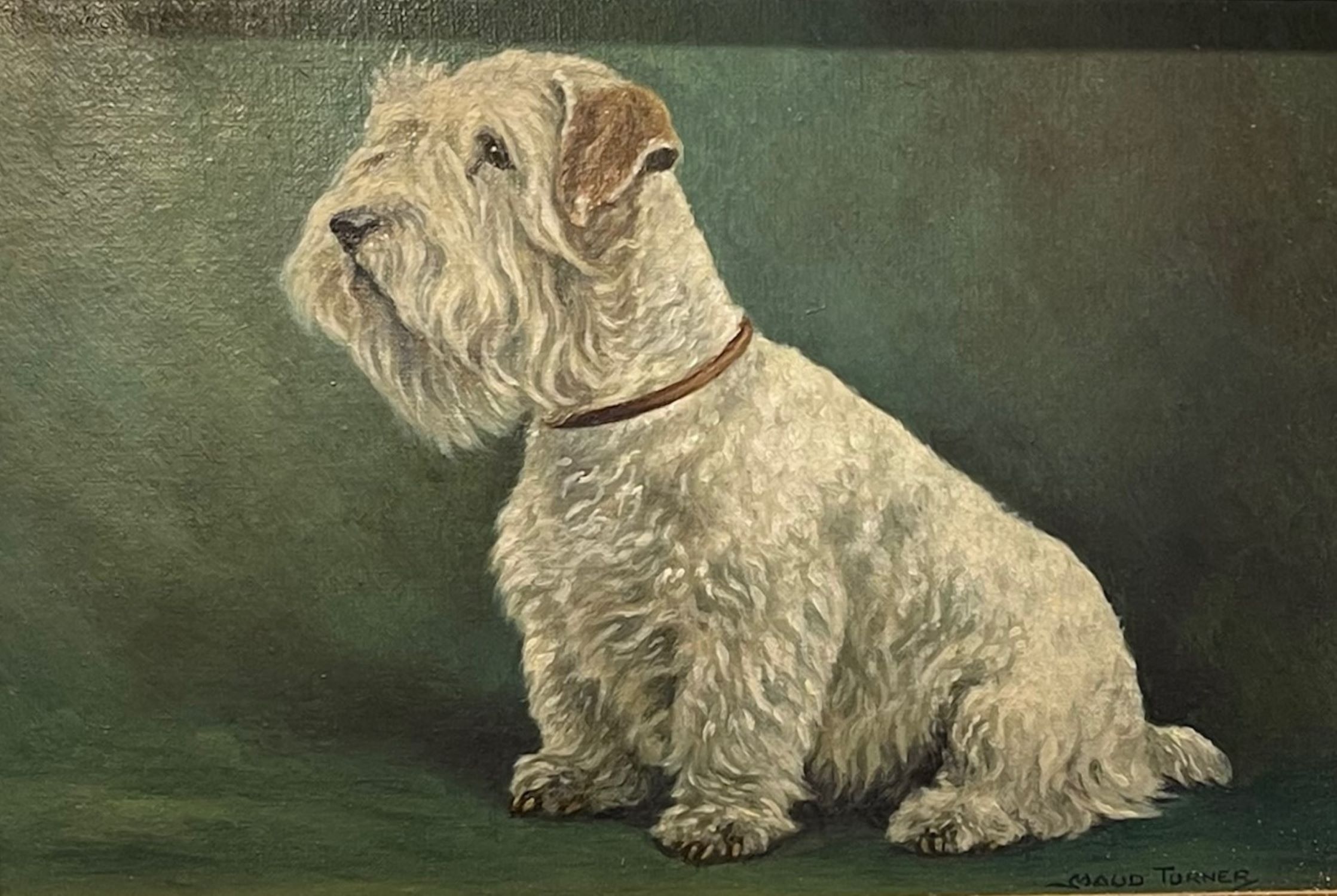 Seated Sealyham Terrier