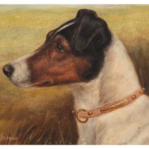 Portrait of Smooth Fox Terrier